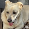 Howlie - Photo 4