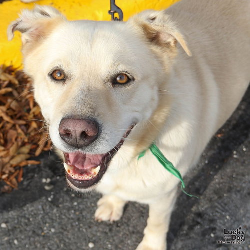 HOWLIE - Labrador Retriever / Retriever available for adoption