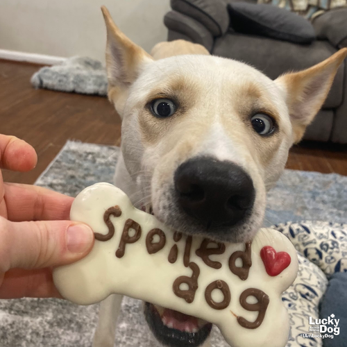 SWEETS - Husky / Whippet available for adoption