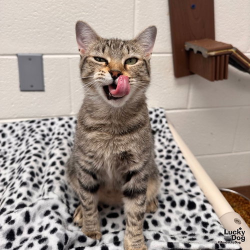 DARIA - Domestic Short Hair available for adoption