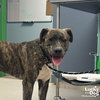 Duke - Photo 3