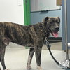 Duke - Photo 4