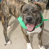 Duke - Photo 2