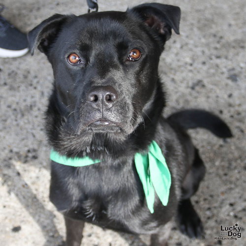 SHADOW - Retriever / Chow Chow available for adoption