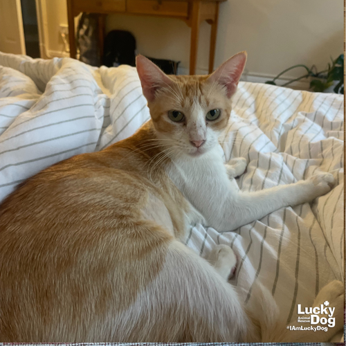 YESSI - Domestic Short Hair / Tabby available for adoption
