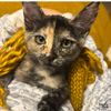 Yaya - Photo 1