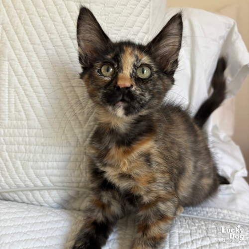 YAYA - Domestic Short Hair / Tortoiseshell available for adoption