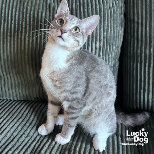 SPOOKY SAM - Domestic Short Hair / Tabby available for adoption