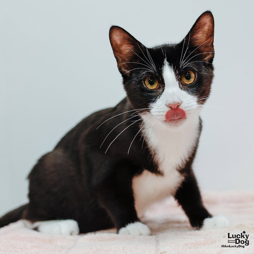 PONCHO - Domestic Short Hair / Tuxedo available for adoption