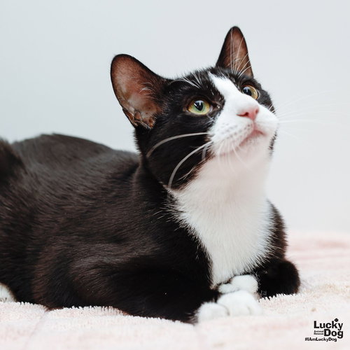 PONCHO - Domestic Short Hair / Tuxedo available for adoption