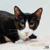 Poncho - Photo 4