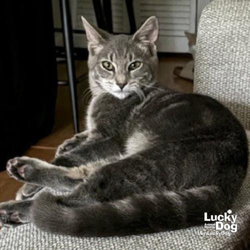 BRANWEN - Domestic Short Hair available for adoption