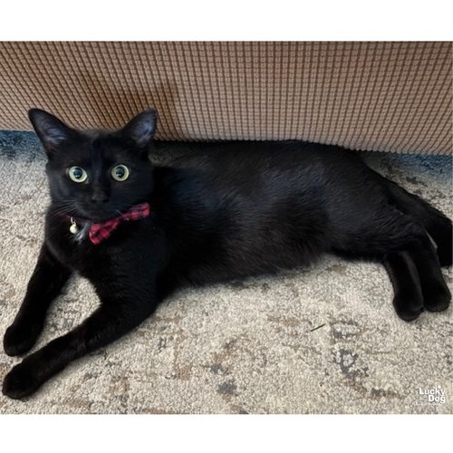 ZEBRA - Domestic Short Hair available for adoption