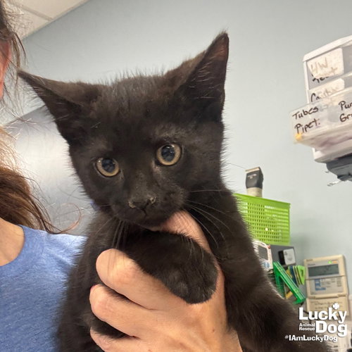 ZEKEIAL - Domestic Short Hair available for adoption