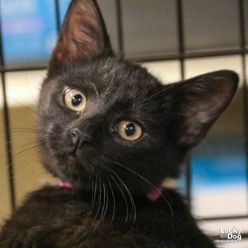 ZEKEIAL - Domestic Short Hair available for adoption