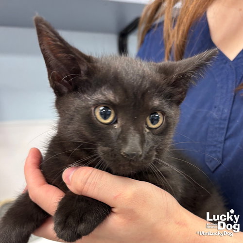 ZEN - Domestic Short Hair available for adoption