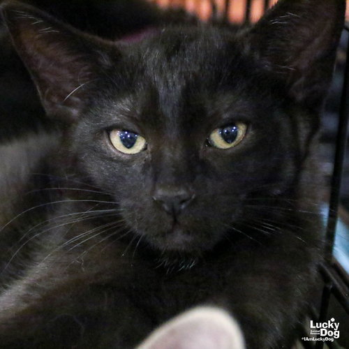 ZEN - Domestic Short Hair available for adoption
