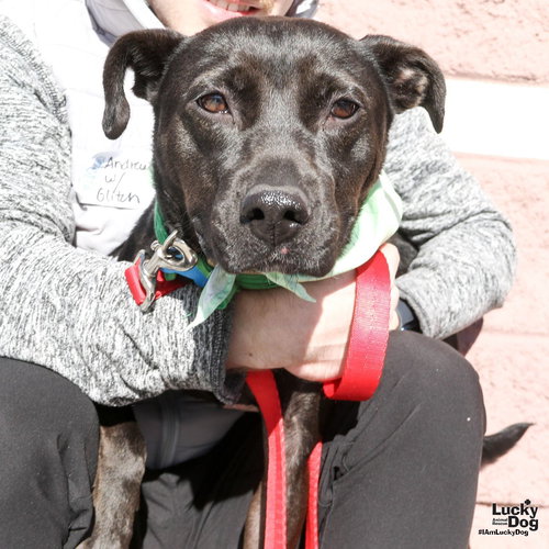 GLITCH - Labrador Retriever / Terrier available for adoption