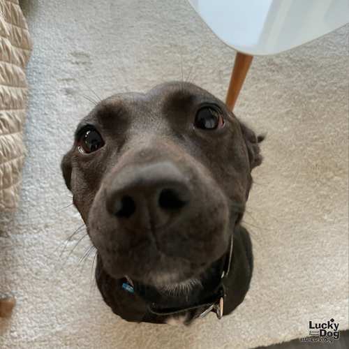 GLITCH - Labrador Retriever / Terrier available for adoption