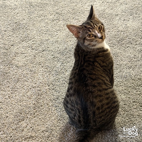 AUDREY - Domestic Short Hair / Tabby available for adoption
