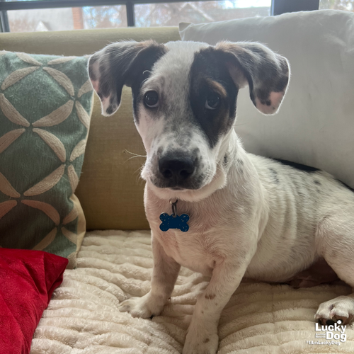 Petey — thumbnail 2