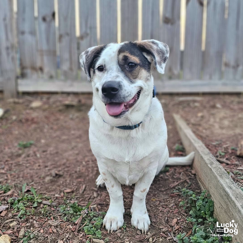 PETEY - Shepherd / Basset Hound available for adoption
