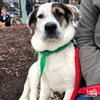 Petey - Photo 1