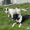 Petey - Photo 3
