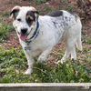 Petey - Photo 4