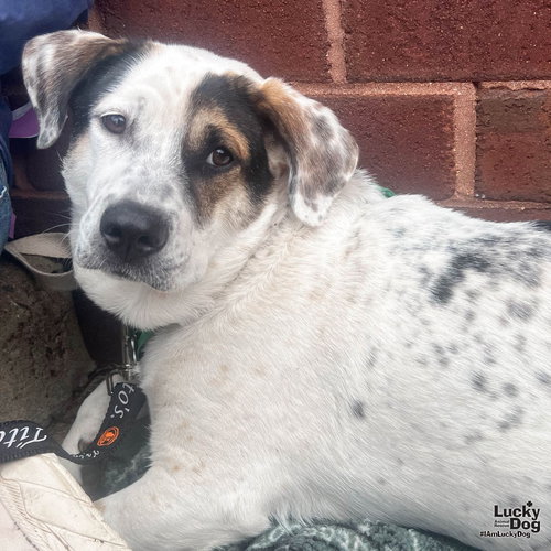 PETEY - Shepherd / Basset Hound for adoption in Washington