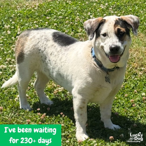 Petey, an adoptable Shepherd in Washington, DC