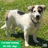 Petey - Photo 2