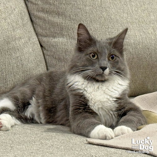 Osman, Young Domestic Long Hair / Mixed (long coat), cat for adoption in Manassas, Virginia
