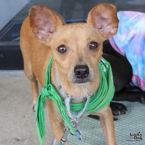 PISCES - Chihuahua available for adoption