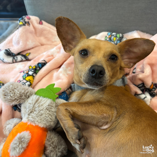PISCES - Chihuahua available for adoption