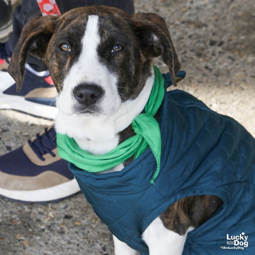 ANTHONY - Hound available for adoption