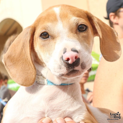 ANDY - Hound available for adoption