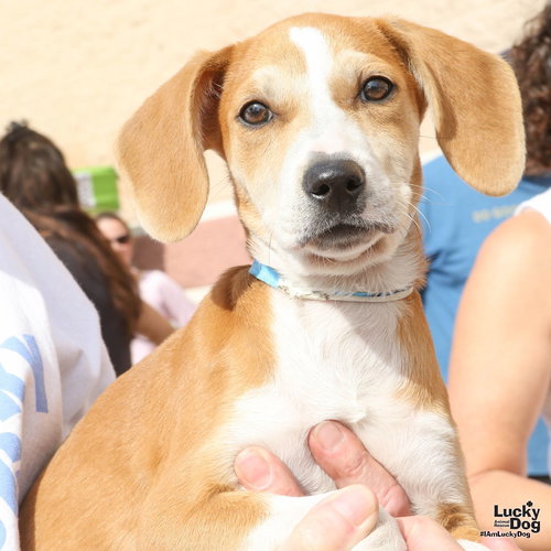 ANGEL - Hound available for adoption