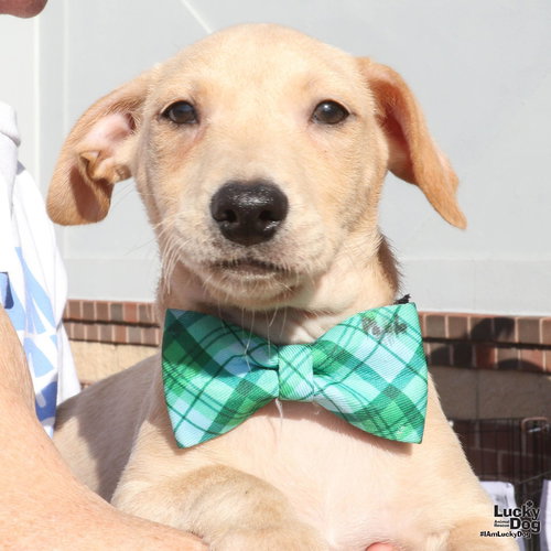 PAOLO - Chihuahua available for adoption