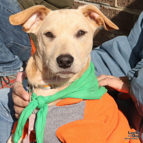 PAOLO - Chihuahua available for adoption