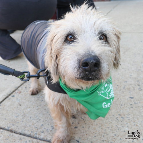 FREEDOM - Wheaten Terrier available for adoption