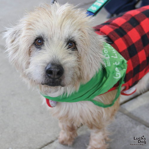 FREEDOM - Wheaten Terrier available for adoption