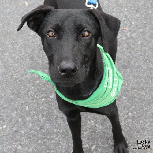SWEETIE - Labrador Retriever available for adoption