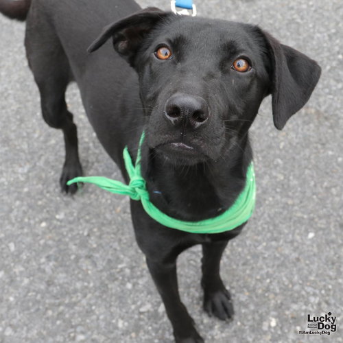SWEETIE - Labrador Retriever available for adoption