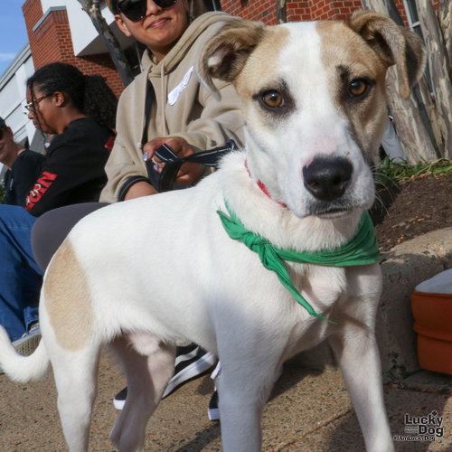 BRISK - Shepherd / Labrador Retriever available for adoption