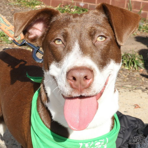 BRITTANY - Pointer / Labrador Retriever available for adoption