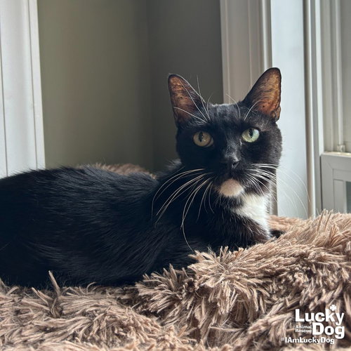 BEGOTES - Domestic Short Hair / Tuxedo available for adoption
