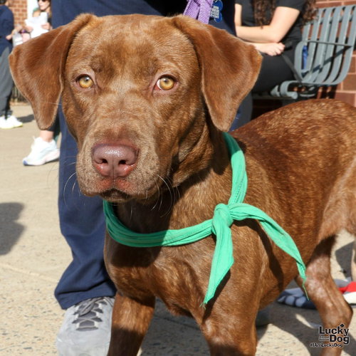 LORELIE - Labrador Retriever / Shepherd available for adoption