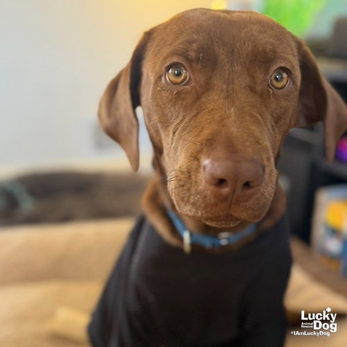 LORELIE - Labrador Retriever / Shepherd available for adoption