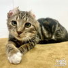 Teddy - Photo 1